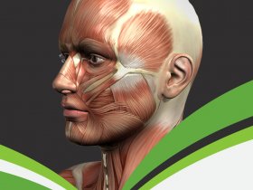 Anatomy: Embryology Dr. Sherif  (2011)