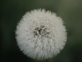 http://politicsay.com