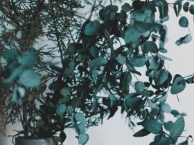 https://vimeo.com/album/4457816
