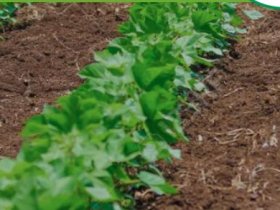 Raw cotton exporter wholesaler supplier